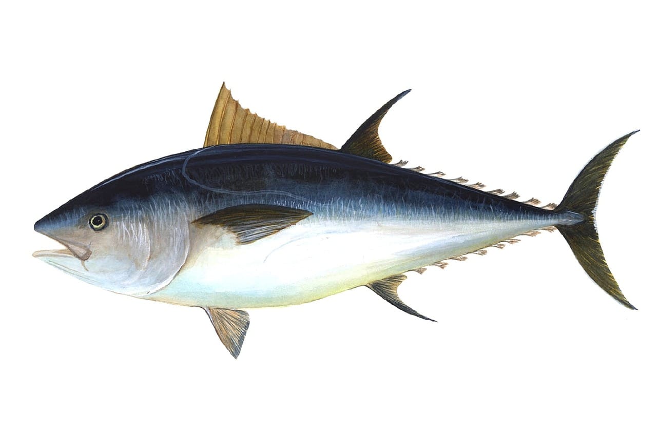 Tuna Fish With Top 7 Amazing Health Benefits